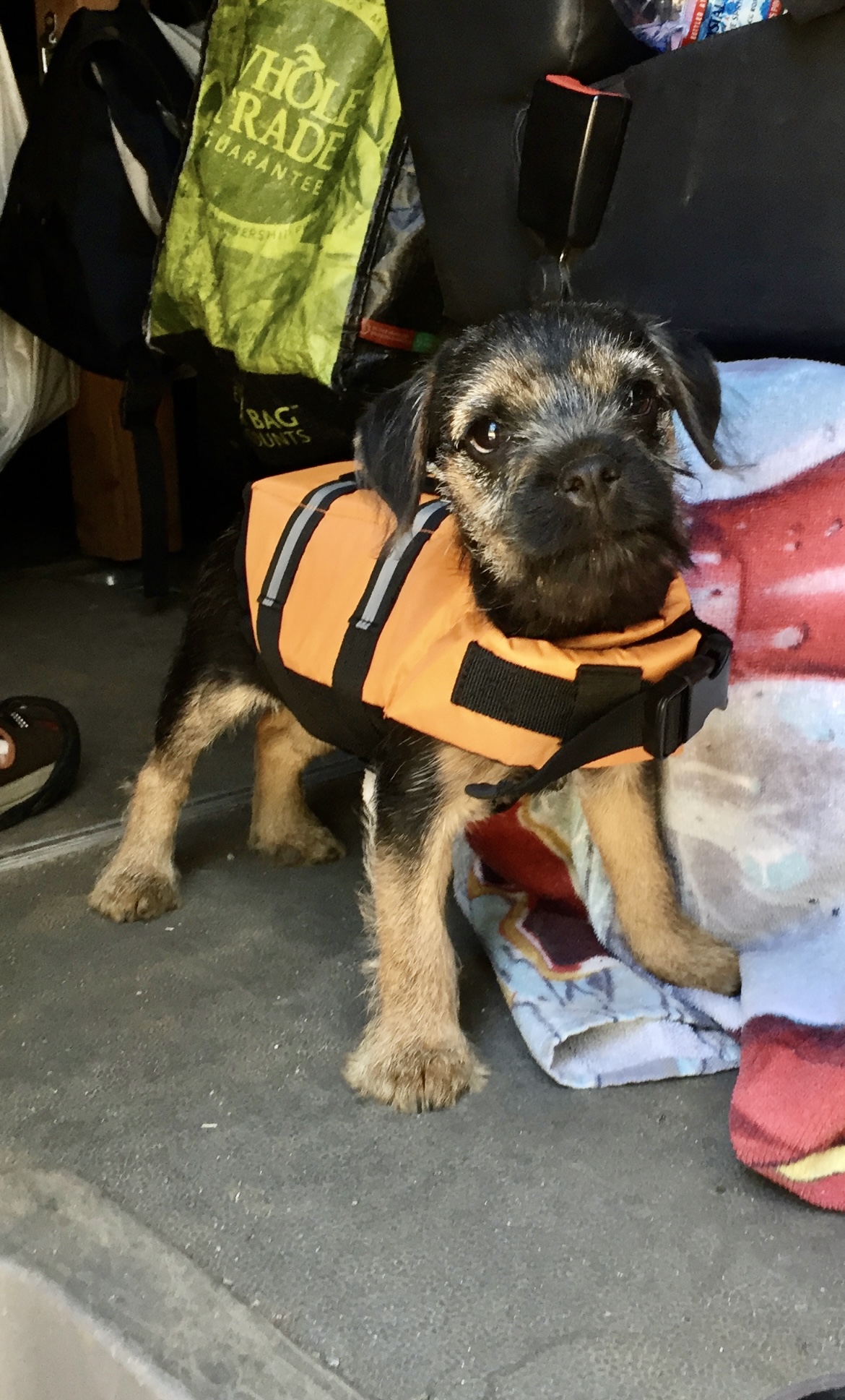 silli puppy with life jacket on