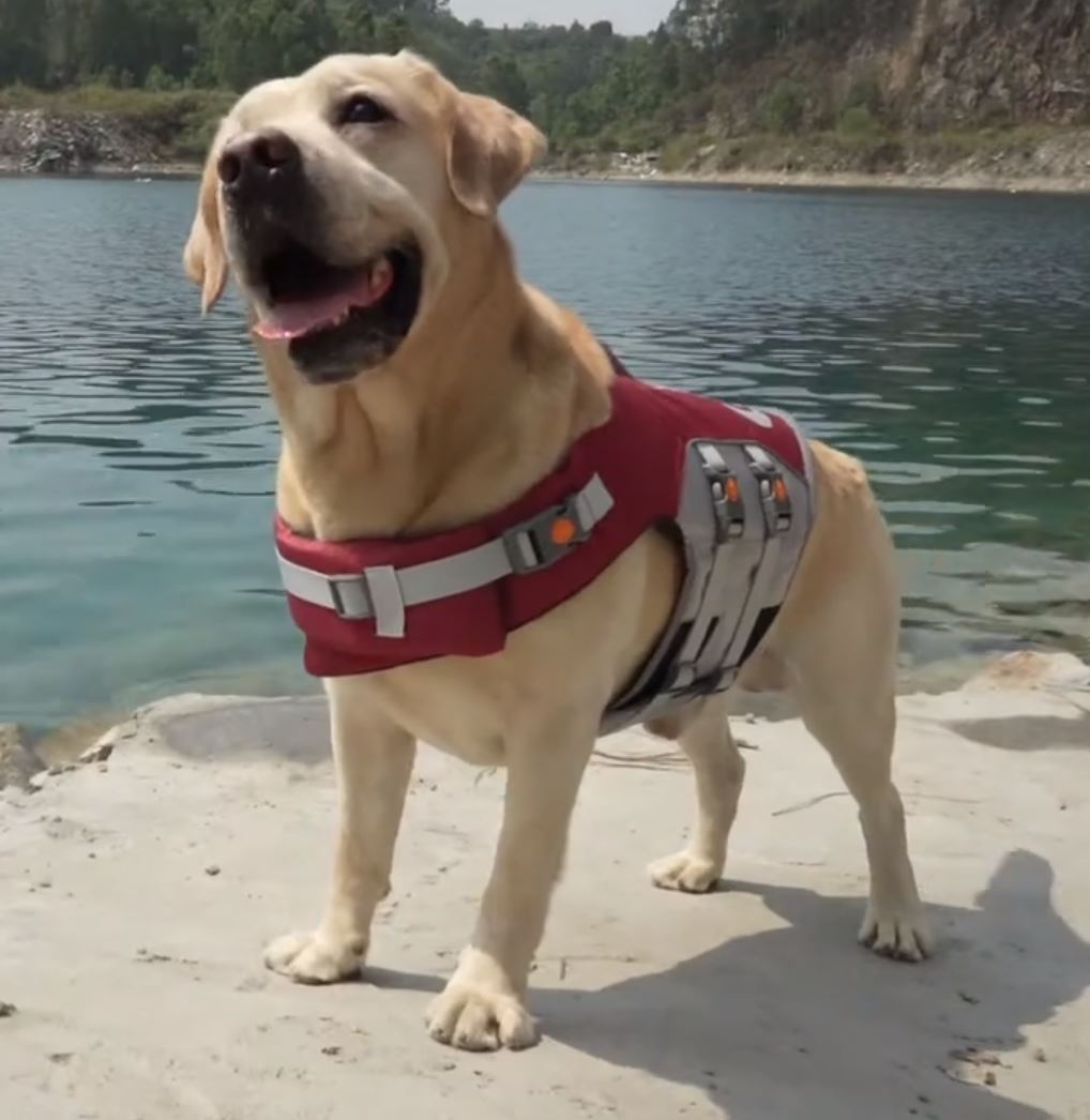 amazon-thinkpet-dog-life-vest