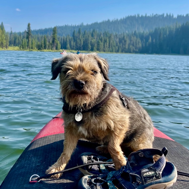 best paddle board for dogs