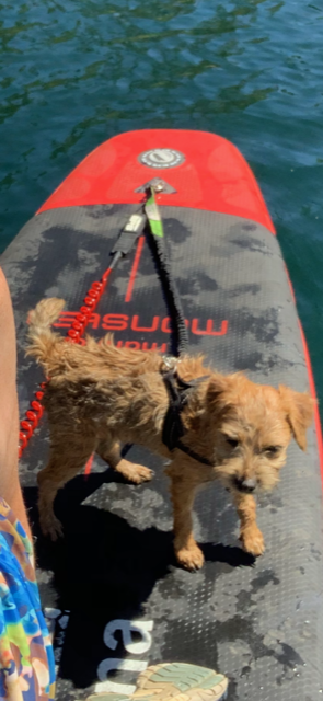 gideon paddle board leash harness